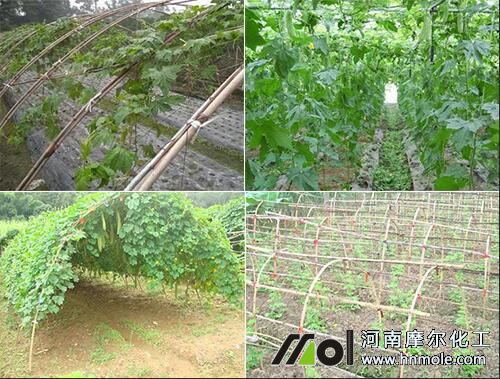 苦瓜施水溶肥用量 苦瓜施水溶肥用量