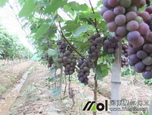 葡萄上色期施肥 葡萄上色期施肥