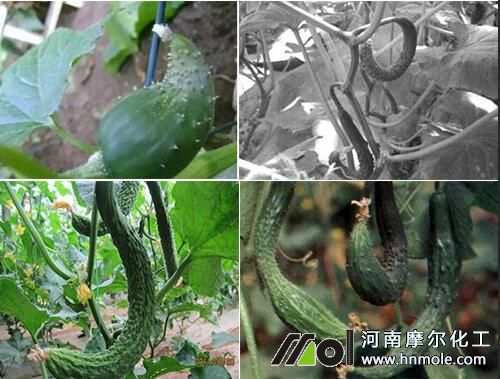 黃瓜尖頭主要原因 黃瓜尖頭主要原因