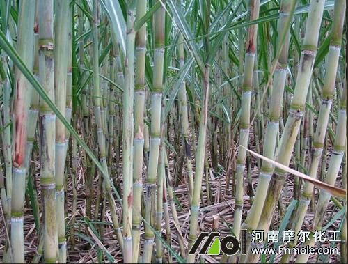 甘蔗施肥指南 556.jpg