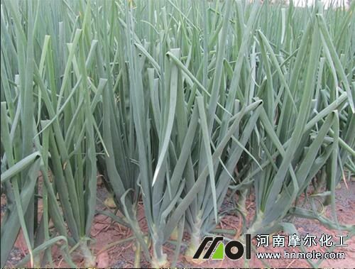 洋蔥需要什么樣的肥料 洋蔥需要什么樣的肥料