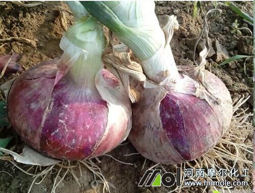 洋蔥水溶肥使用方法 洋蔥水溶肥使用方法