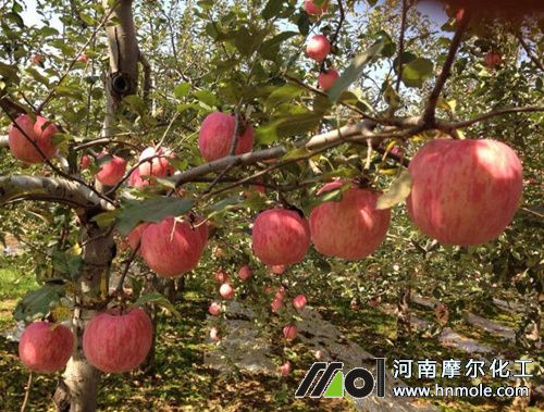 水溶肥在蘋果樹肥效時間 水溶肥在蘋果樹肥效時間