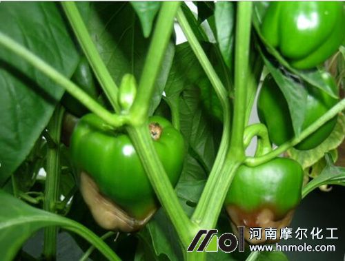 鈣肥對辣椒作用 鈣肥對辣椒作用