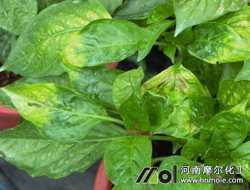 辣椒補鈣方法 辣椒補鈣方法