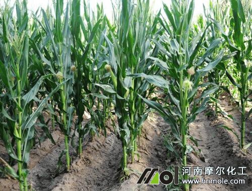 玉米水溶肥增產(chǎn)量 玉米水溶肥增產(chǎn)量