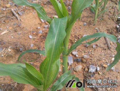 玉米苗期施肥 玉米苗期施肥