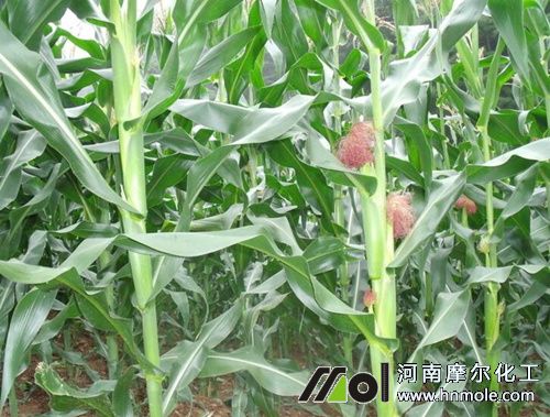 玉米拔節(jié)施肥 玉米拔節(jié)施肥