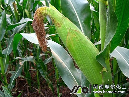 玉米結(jié)穗施肥 玉米結(jié)穗施肥