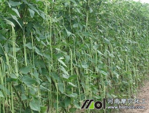豆角什么時候施肥 豆角什么時候施肥