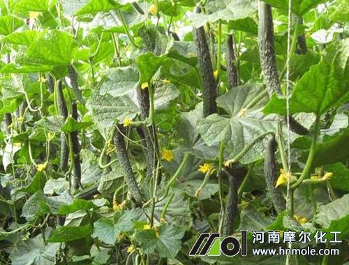 �S�ϵ��������