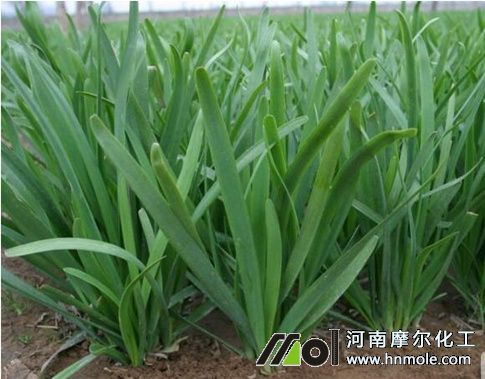 韭菜用什么肥料長的旺 韭菜用什么肥料長的旺