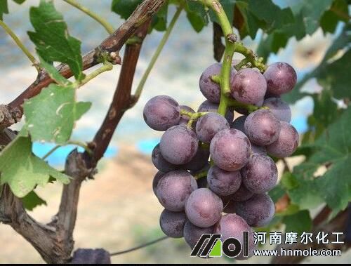 葡萄水溶肥施肥技術 葡萄水溶肥施肥技術