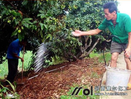 荔枝一年用肥量 荔枝一年用肥量