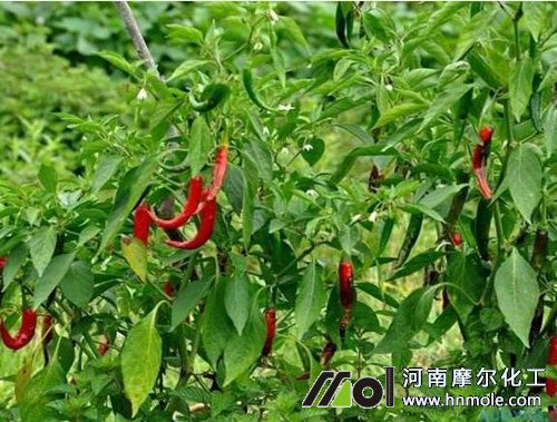 辣椒需肥特點(diǎn) 辣椒需肥特點(diǎn)