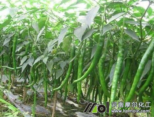 辣椒彭果用什么肥料好 辣椒彭果用什么肥料好