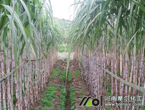 ����Nֲ���gҪ�c