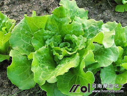 生菜水溶肥正確用法 生菜水溶肥正確用法