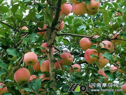 蘋果需肥特點 蘋果需肥特點