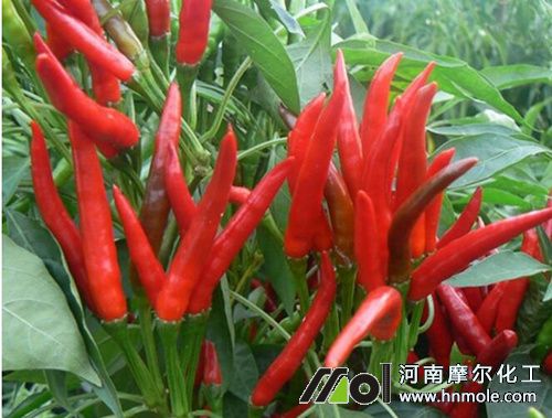 ���콷������c