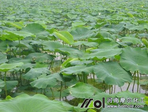 蓮藕施肥方法 蓮藕施肥方法