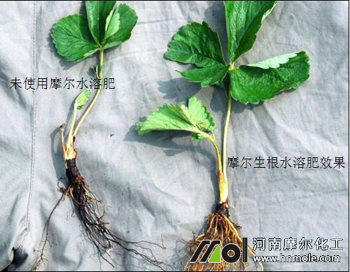 ����ˮ�ܷ��ڲ�ݮ��ʹ��Ч��