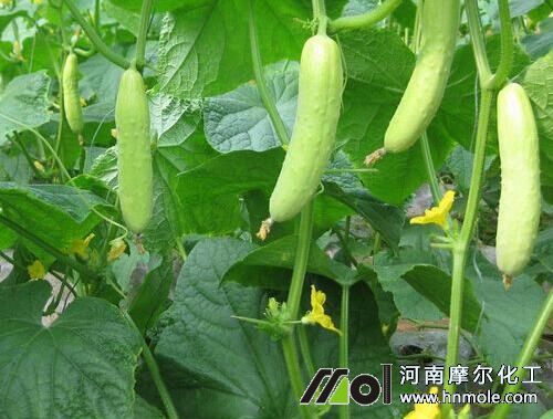 �S���^�����l�Sԭ��