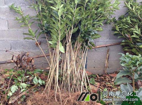 移栽樹(shù)苗用肥選擇 移栽樹(shù)苗用肥選擇