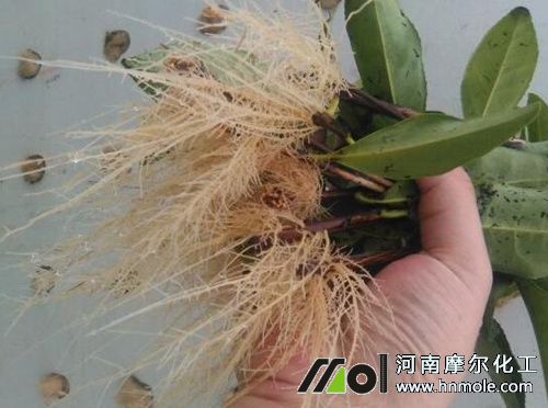 生根水溶肥選擇 生根水溶肥選擇