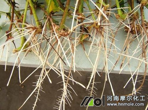 生根水溶肥使用方法 生根水溶肥使用方法