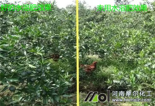 水溶肥試驗 水溶肥試驗