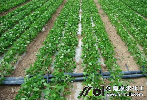 水溶肥應用 水溶肥應用