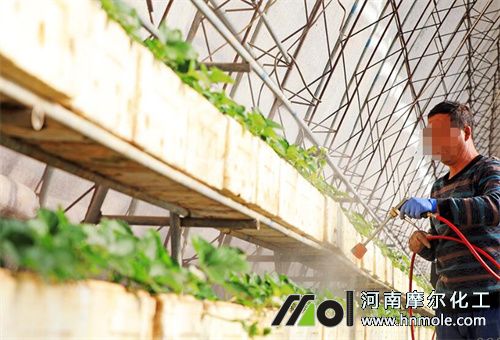 草莓葉面追肥 草莓葉面追肥