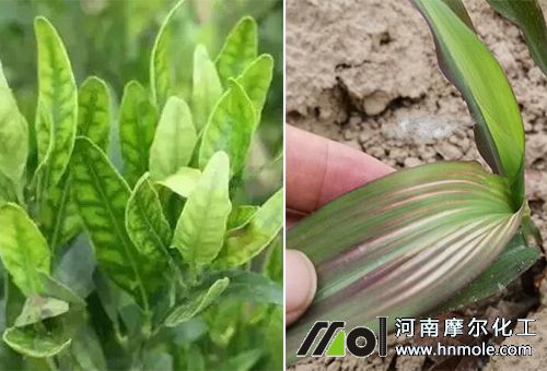 中微量元素水溶肥對(duì)作物好處 中微量元素水溶肥對(duì)作物好處